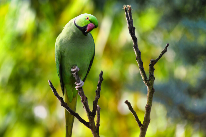 À la rencontre des oiseaux de la citadelle de Lille